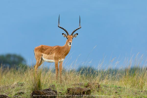 Male Impala, Masai Mara, Kenya. Wild4 Africa Photographic Tour