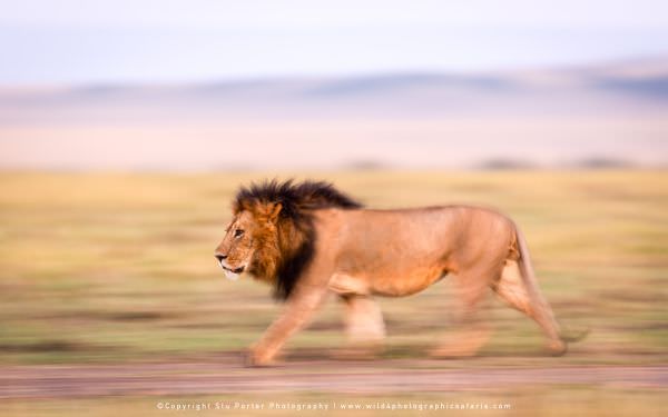 Male Lion, Masai Mara, Kenya. African Wildlife Photo Safari