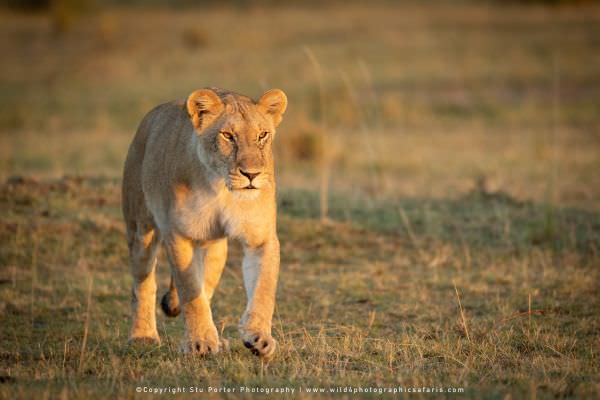 Lioness in the Mara, Masai Mara, Kenya. Wildlife Photography