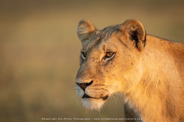 Portrait of Lioness, Masai Mara, Kenya. African Wildlife Photo Safari