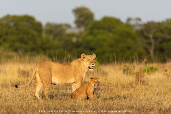 Lioness and cubs, Masai Mara, Kenya. Stu Porter Photography Tour