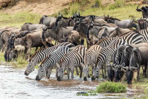 Zebra and Wildebeest gathering to drink at the Mara River in Kenya