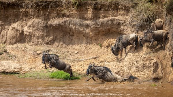 Wildebeest leaping into the Mara River, Masai Mara, Kenya. Wild4 Africa Photographic Tour