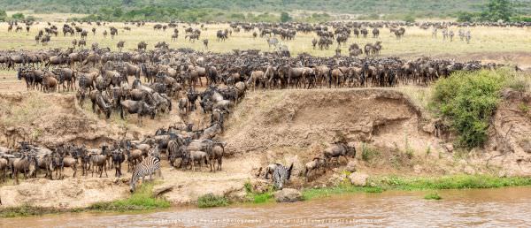 Migration herds building at the Mara River, Masai Mara, Kenya. Wild4 Africa Photographic Tour