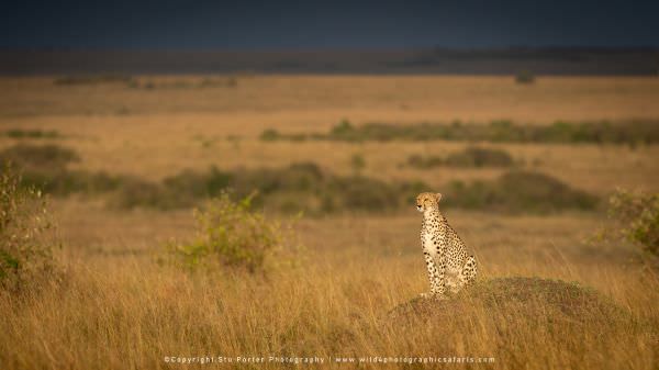 Cheetah in the Masai Mara grassland, Masai Mara, Kenya. African Wildlife Photo Safari