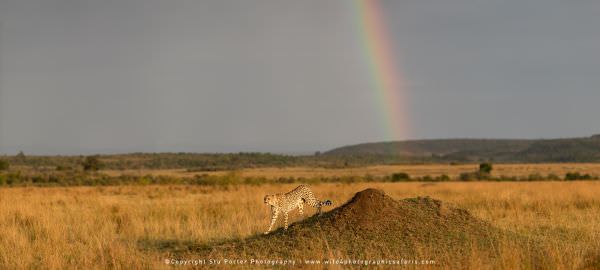 Cheetah and rainbow,, Masai Mara, Kenya. Wildlife Panorama & composite. Wild4 Africa Photographic To