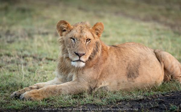 Young male Lion with one eye, Masai Mara, Kenya. Stu Porter Photography Tour