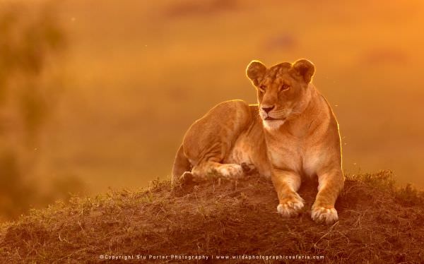 Lioness on termite mound, Masai Mara, Kenya. African Wildlife Photo Safari