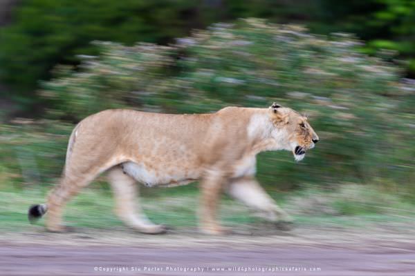 Lioness, Masai Mara, Kenya. Stu Porter Photography Tour