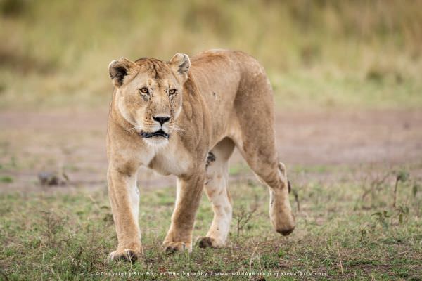 Large adult Lioness, Masai Mara, Kenya. Wild4 Africa Photographic Tour