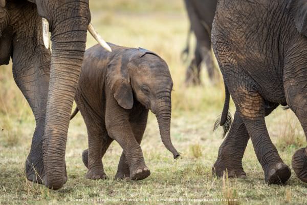 Baby Elephant, Masai Mara, Kenya. Wildlife Photography