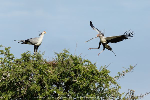 Two Secretary Birds at a nest site, Masai Mara, Kenya. African Wildlife Photo Safari