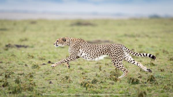 Cheetah at full speed, Masai Mara, Kenya. Stu Porter Photography Tour