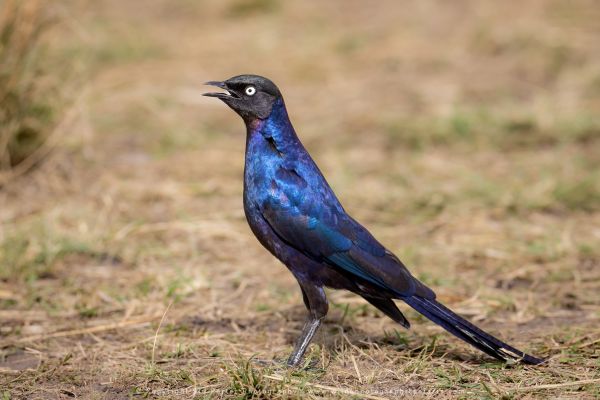 Starling, Maasai Mara Photo Safari Stu Porter Kenya