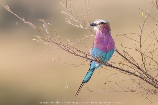 Lilac Roller, WILD4 African photographic safaris Kenya