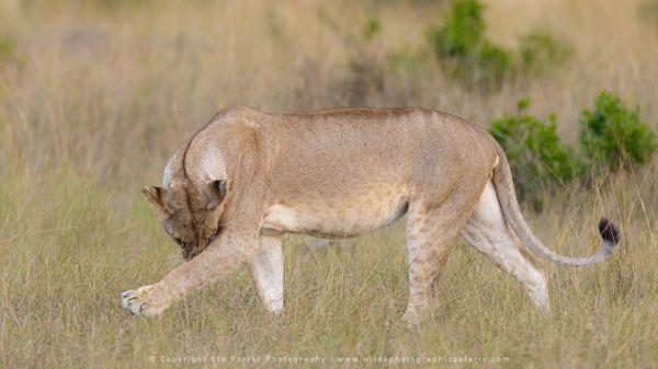 Lioness, Stu Porter Photography Masai Mara Kenya