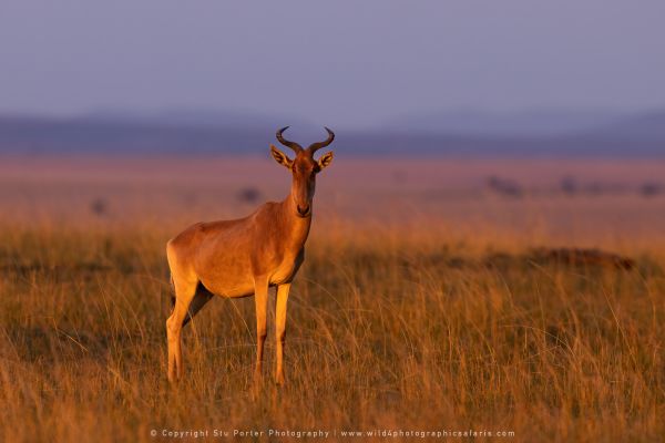 Hartebeest, WILD4 African photographic safaris Kenya
