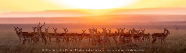 Impala herd, Stu Porter Photography Masai Mara Kenya