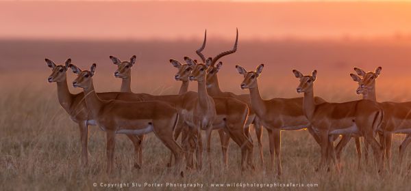 Herd of Impala, Maasai Mara Photo Safari Stu Porter Kenya