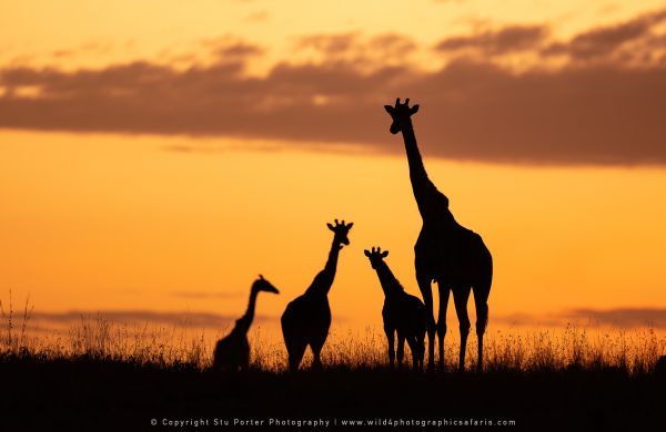 Giraffe sunrise silhouette, Masai Mara Kenya by Stu Porter photography