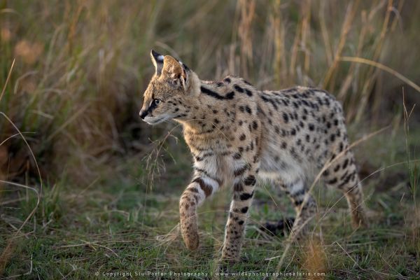 Serval Cat, Maasai Mara Photo Safari Stu Porter Kenya