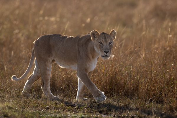 Lioness adult, WILD4 African photographic safaris Kenya