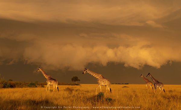 Giraffe, sunset Stu Porter Photography Masai Mara Kenya