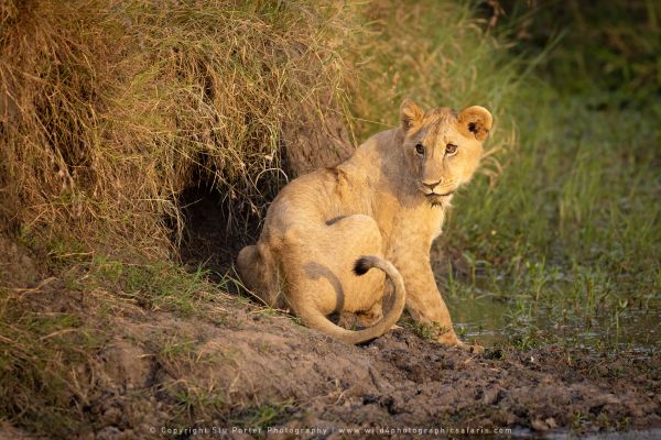 Youn Lion, Maasai Mara Photo Safari Stu Porter Kenya