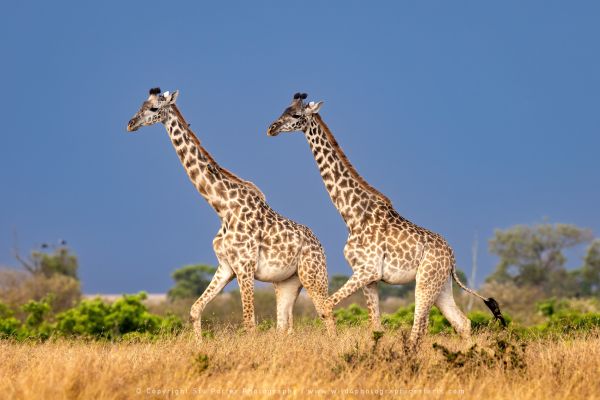 Two Giraffe, Maasai Mara Photo Safari Stu Porter Kenya