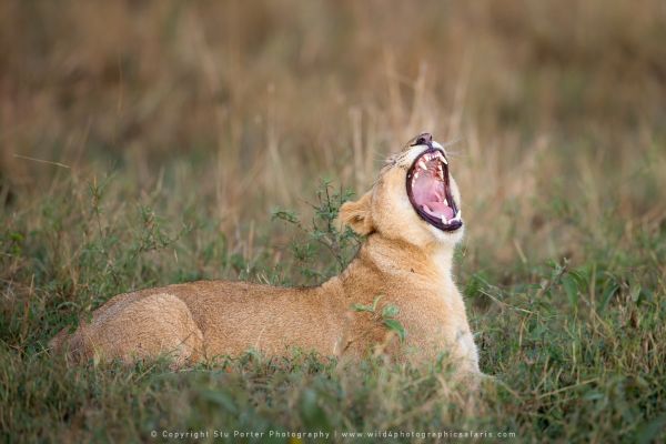 Lion yawn, WILD4 African photographic safaris Kenya