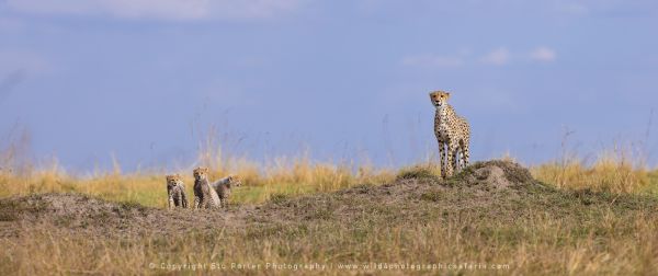 Cheetah with cubs, Photography Tours with Stu Porter Kenya