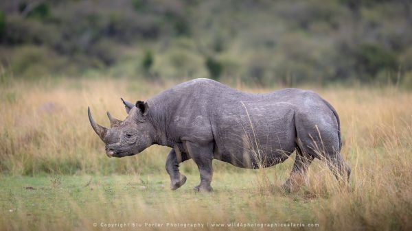 Black Rhino, Stu Porter Photography Masai Mara Kenya