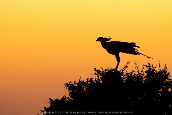 Secretary bird, Maasai Mara Photo Safari Stu Porter Kenya