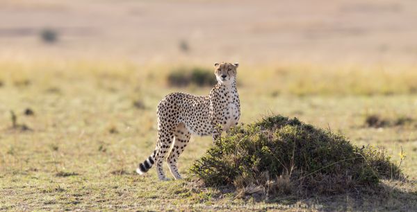 Cheetah, WILD4 African photographic safaris Kenya