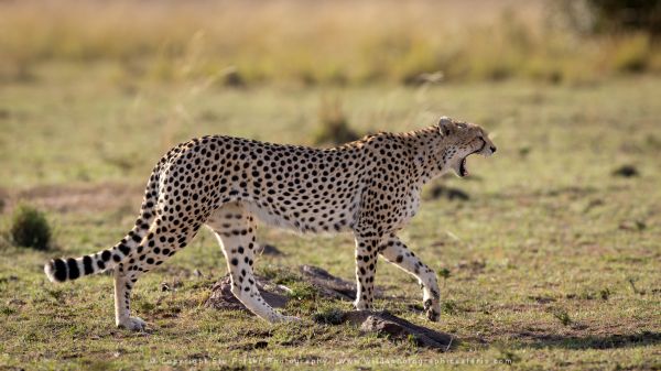 Cheetah yawning, Photography Tours with Stu Porter Kenya