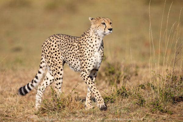 Cheetah, hunting Maasai Mara Photo Safari Stu Porter Kenya
