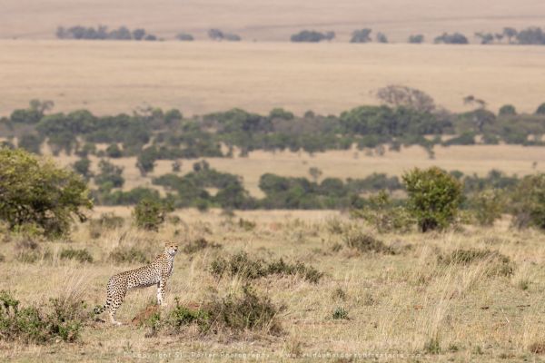 Cheetah environment, Stu Porter Photography Masai Mara Kenya