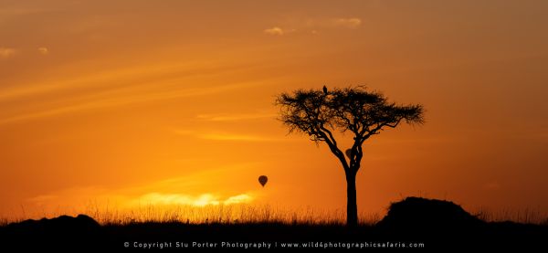Sunrise tree, WILD4 African photographic safaris Kenya