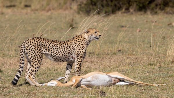 Cheetah with kill, WILD4 African photographic safaris Kenya