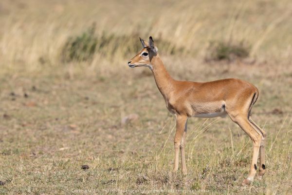 Baby Impala, Photography Tours with Stu Porter Kenya