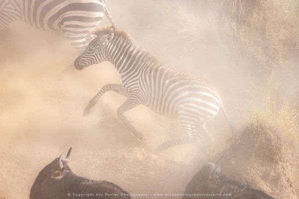 Zebra dust, Stu Porter Photography Masai Mara Kenya