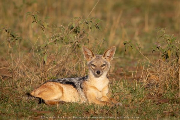 Jackal, WILD4 African photographic safaris Kenya