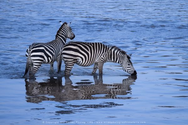 Zebra drinking, Photography Tours with Stu Porter Kenya