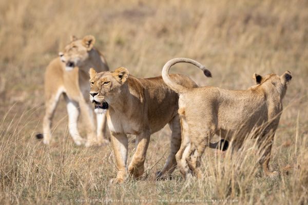 Lions, Maasai Mara Photo Safari Stu Porter Kenya