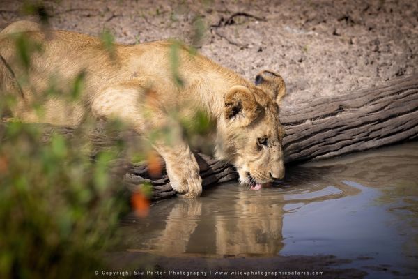 Lion drinking, Stu Porter Photography Masai Mara Kenya
