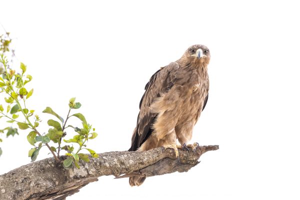 Tawny Eagle, Maasai Mara Photo Safari Stu Porter Kenya