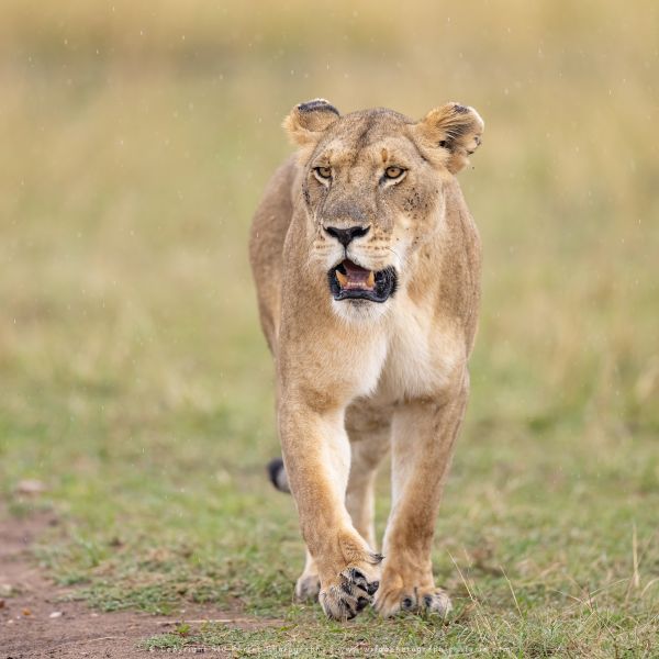 Adult Lioness, Photography Tours with Stu Porter Kenya