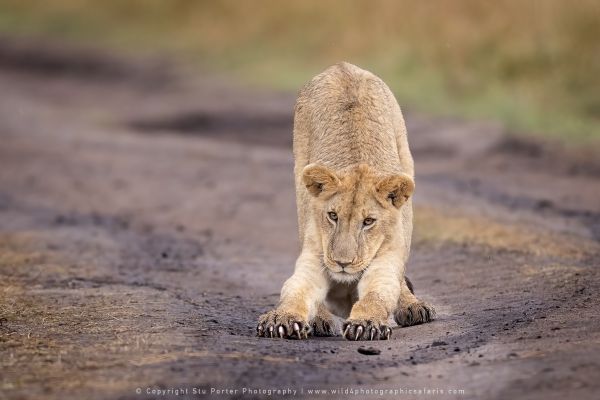 Lion stretching, Stu Porter Photography Masai Mara Kenya
