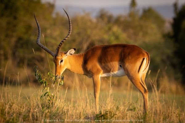 Impala, Photography Tours with Stu Porter Kenya