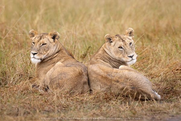 Lions two, Maasai Mara Photo Safari Stu Porter Kenya